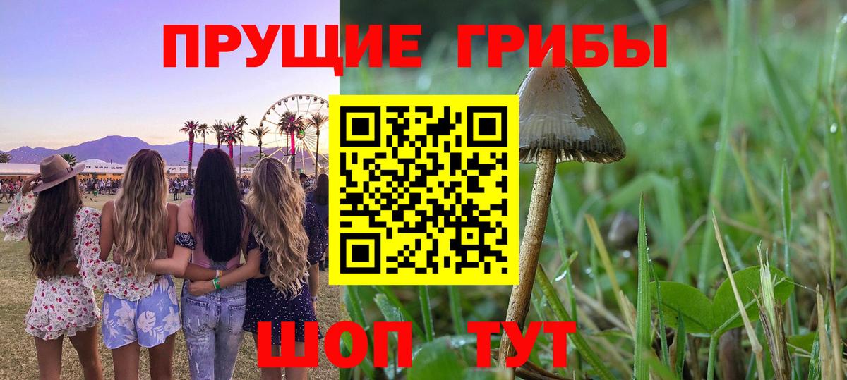 Галлюциногенные грибы Cubensis Кашира